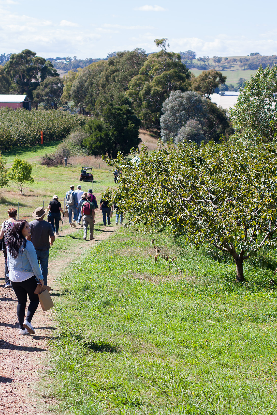 Orange Apple orchard